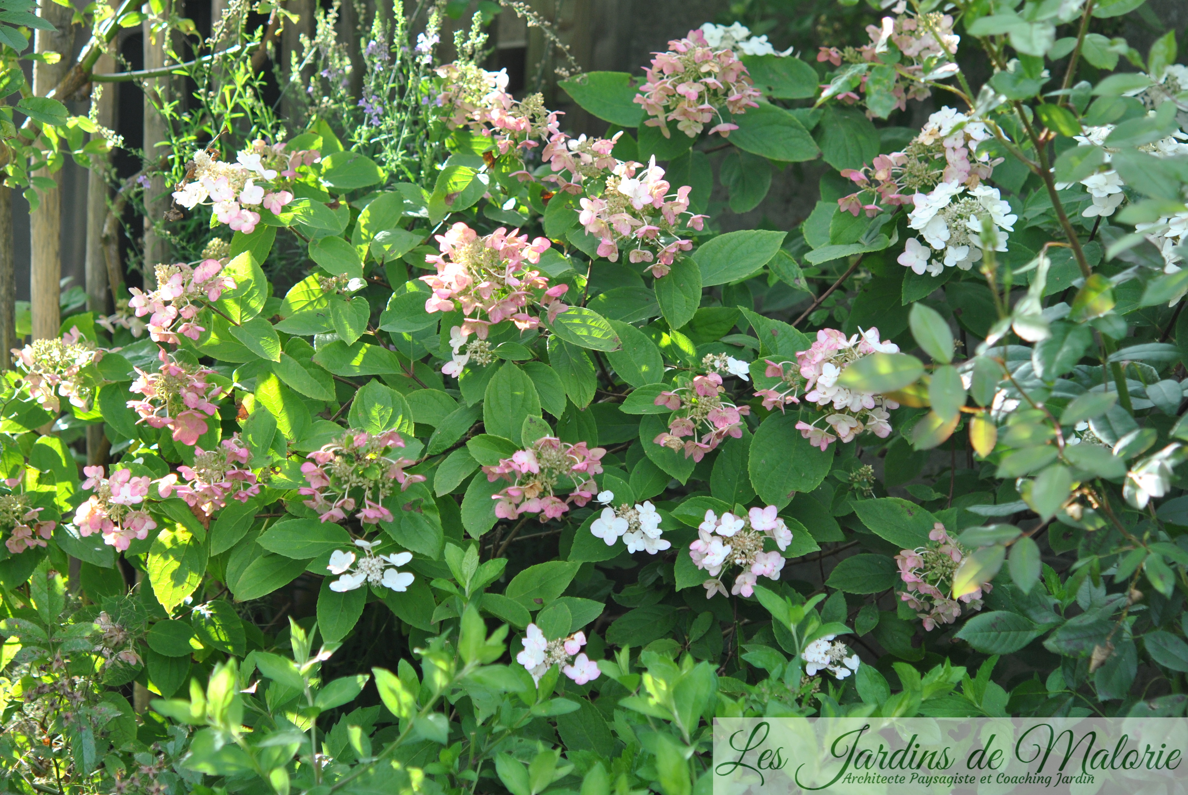 hydrangea paniculata 'Méga Mindy' - Les Jardins de Malorie