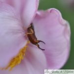 🐝  Le perce-oreilles, un auxiliaire du jardinier