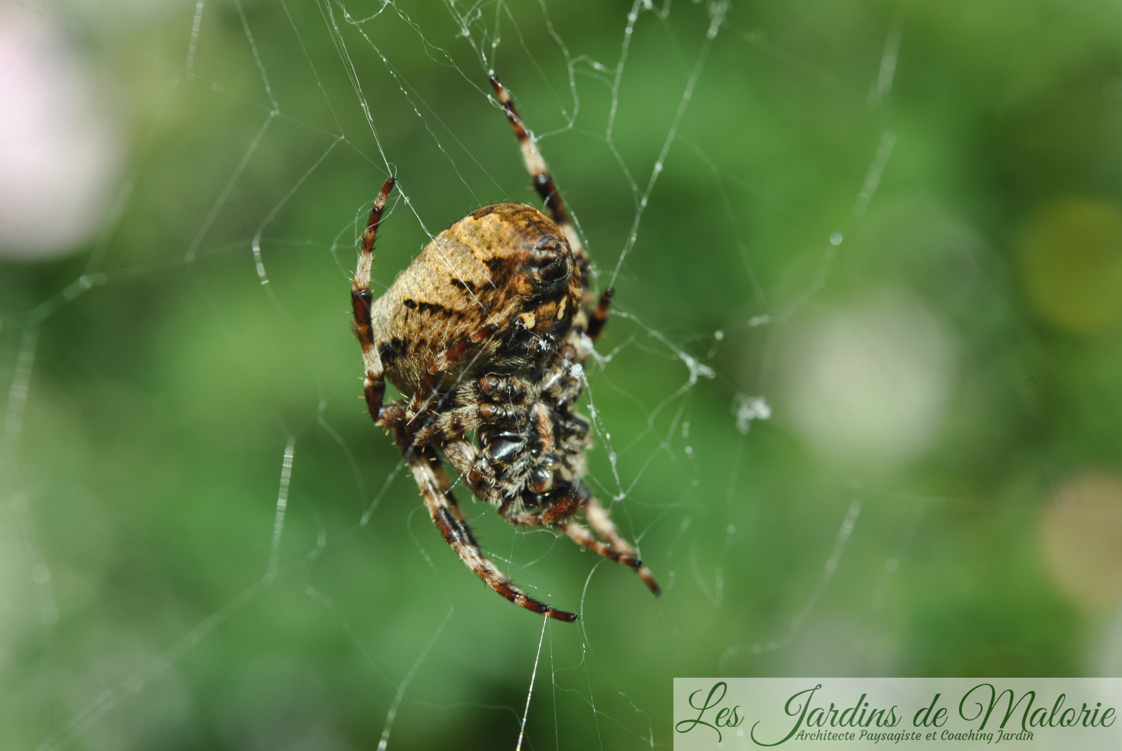 araignée Les Jardins de Malorie