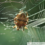 🕷 Araignée: Épeire à dents de scie (Araneus angulatus)