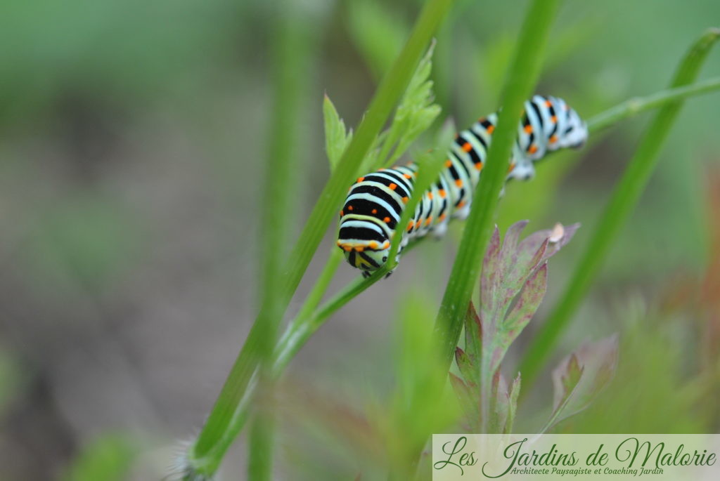 la chenille du papillon Machaon (Papilio machaon)