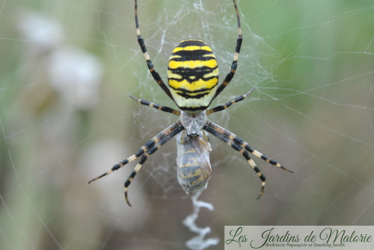 Argiope rayée, noire et jaune, une belle araignée! - Les Jardins de Malorie