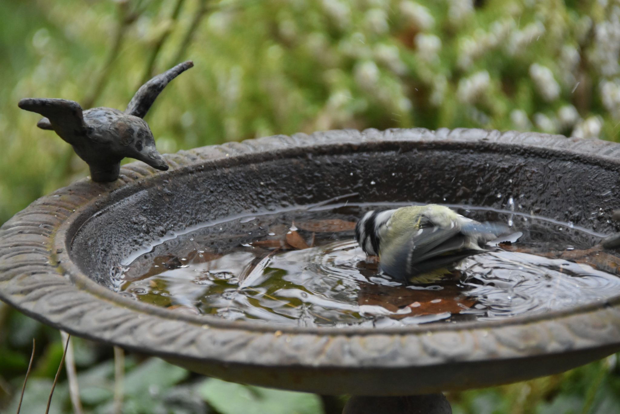 Le Bain Des Oiseaux Les Jardins De Malorie