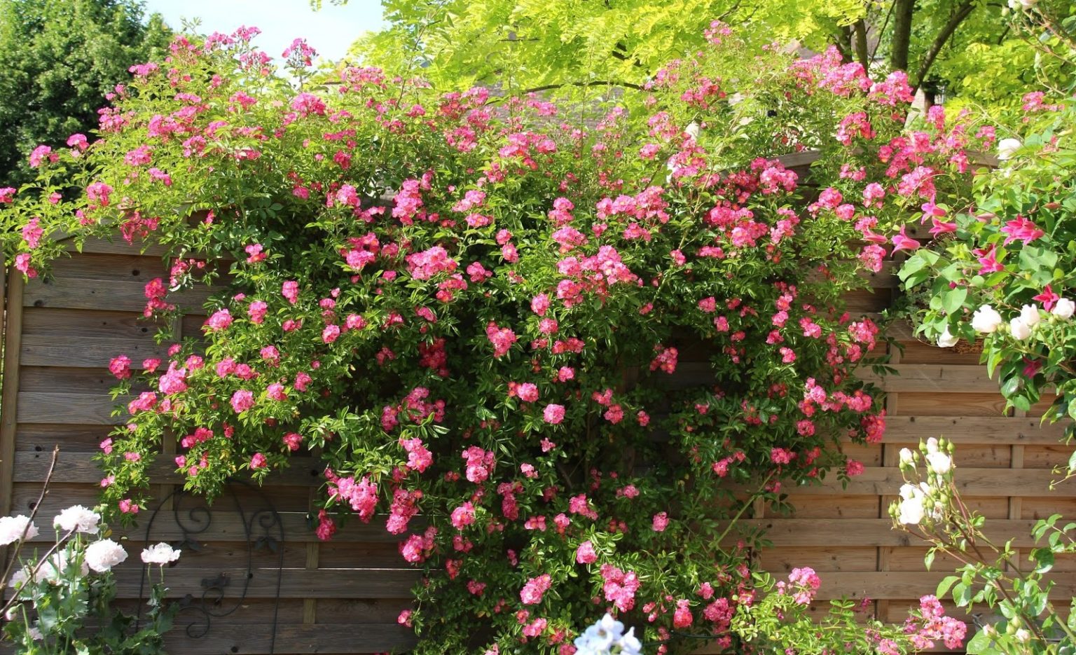 Des rosiers (presque) sans épines? - Les Jardins de Malorie