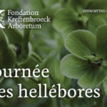 📅 A Kreftenbroeck, la Journée des Hellébores ce 1er mars