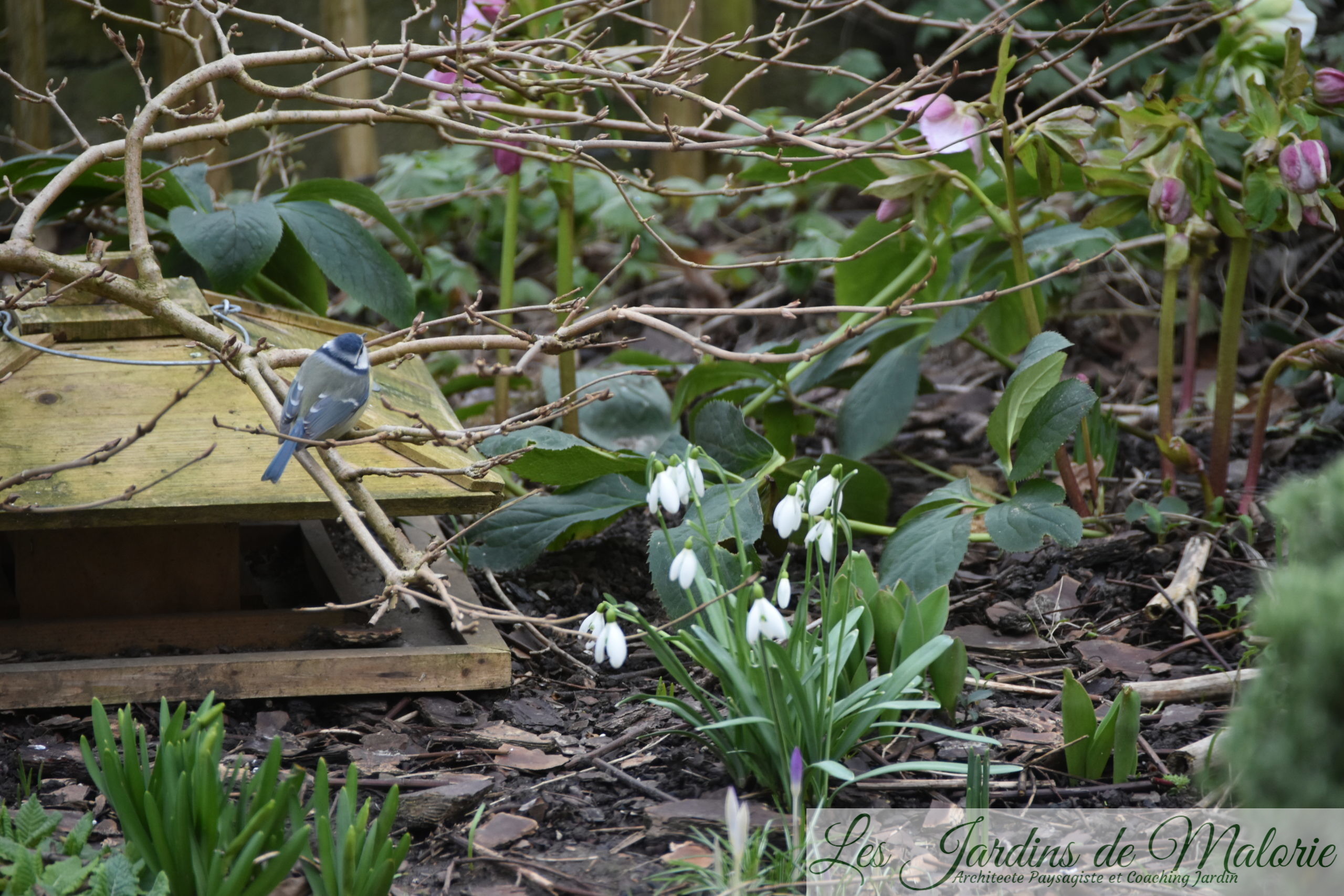 Chroniques De Mon Jardin Pr Mices Du Printemps Les Jardins De Malorie