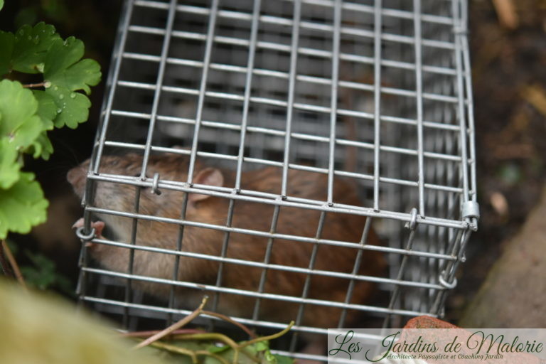 Piège à rats: Je l'ai eu! - Les Jardins de Malorie