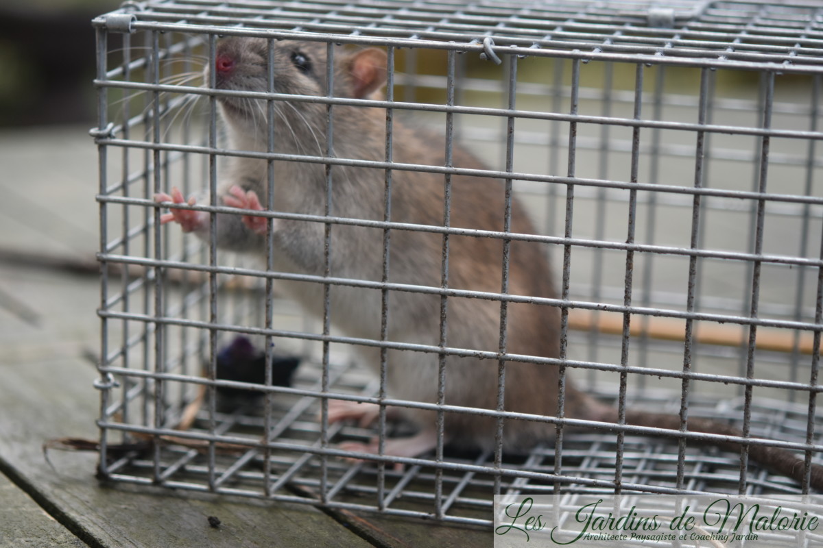 Piège à rats: Je l'ai eu! - Les Jardins de Malorie