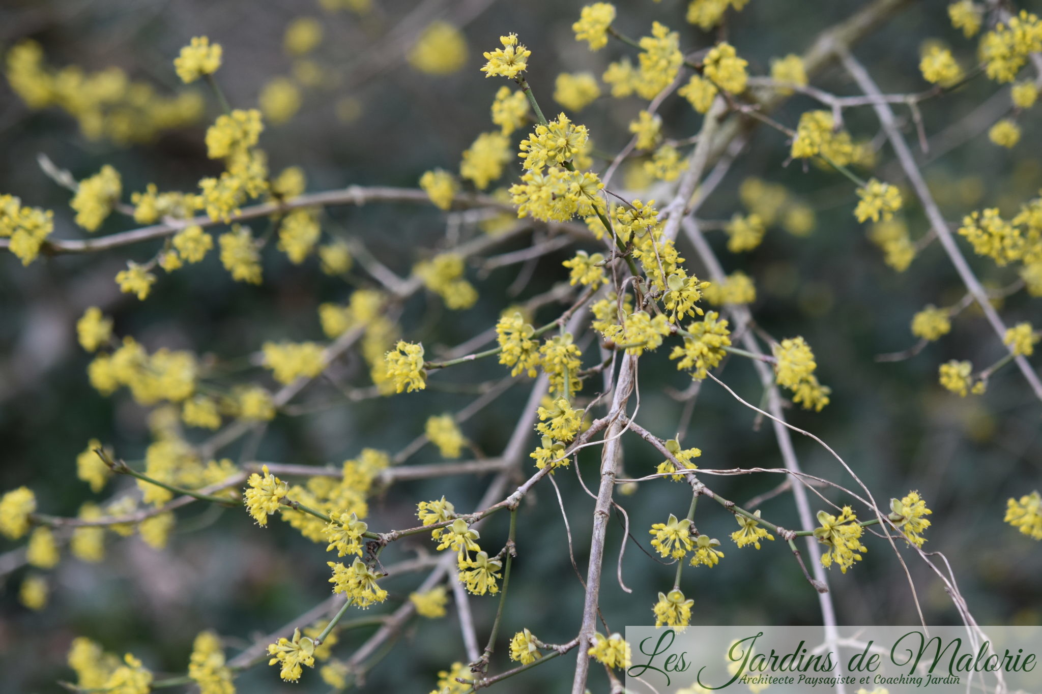 Arbrisseau Aux Fleurs Jaunes à La Fin De L Hiver Le Cornus mas, un arbrisseau fleuri en hiver - Les Jardins de Malorie