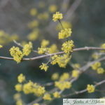 Le Cornus mas, un arbrisseau fleuri en hiver