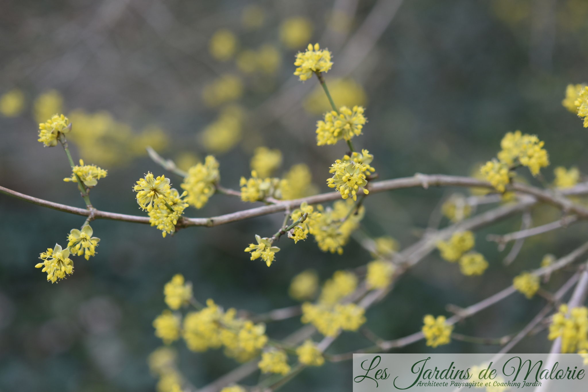 Arbrisseau Aux Fleurs Jaunes à La Fin De L Hiver