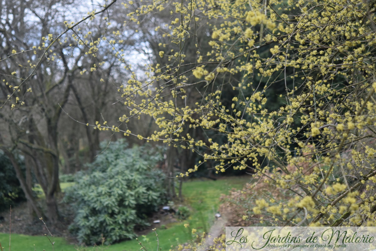 Arbrisseau Aux Fleurs Jaunes à La Fin De L Hiver Le Cornus mas, un arbrisseau fleuri en hiver - Les Jardins de Malorie