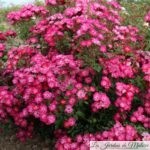 Octobre rose... ❤ ❤ ❤ Focus sur le Rosier 'Myriam courir pour elles'