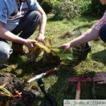 🐸  Travaux d'avril au jardin : Nettoyage du bassin