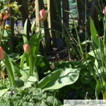 🌷 Tulipes, narcisses &cie