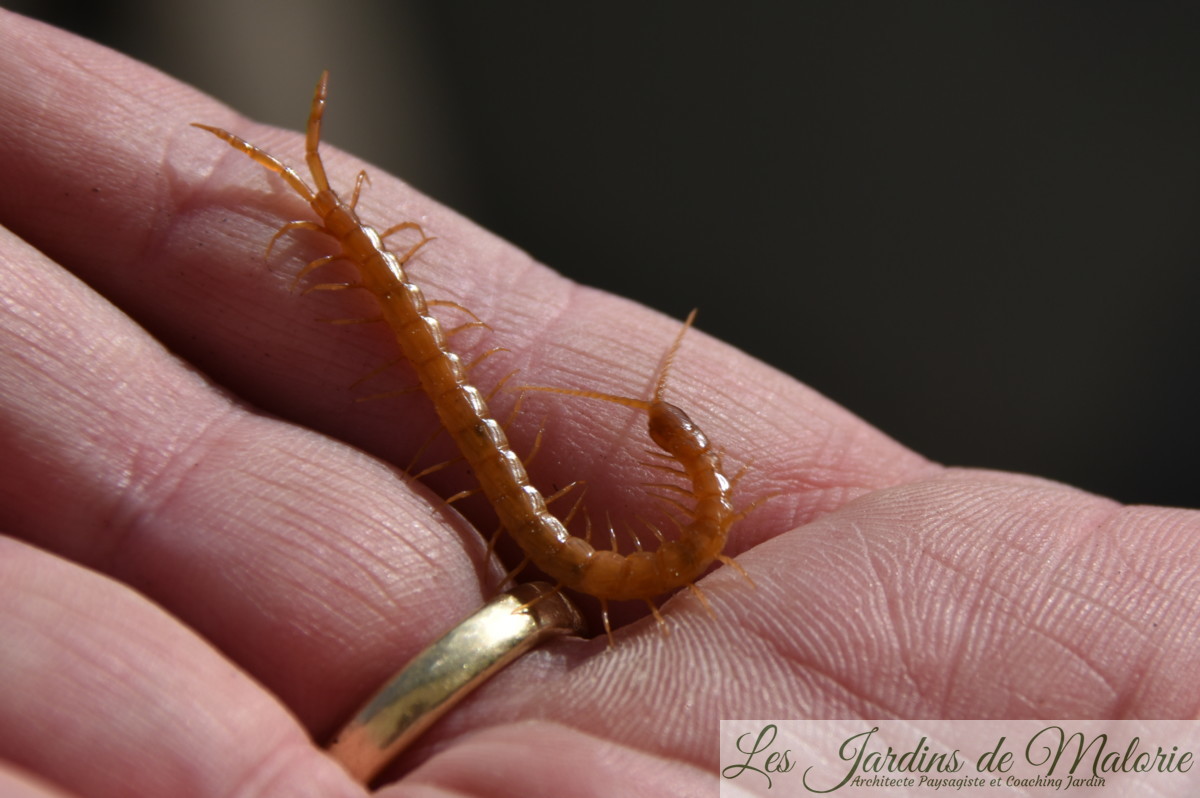 Mille pattes Les Jardins De Malorie