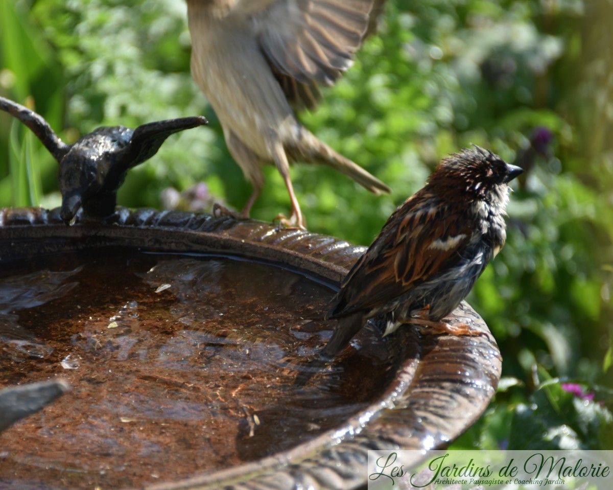 Le Bain Des Oiseaux Les Jardins De Malorie