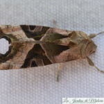 🦋 Un papillon militaire... La méticuleuse