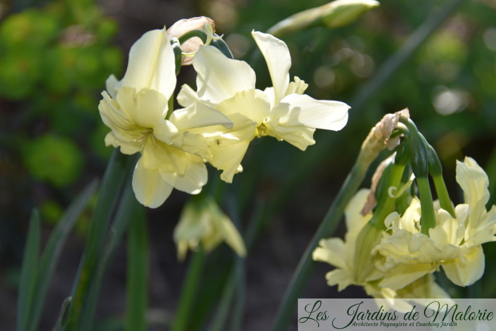 narcissus 'Exotic Mystery' 