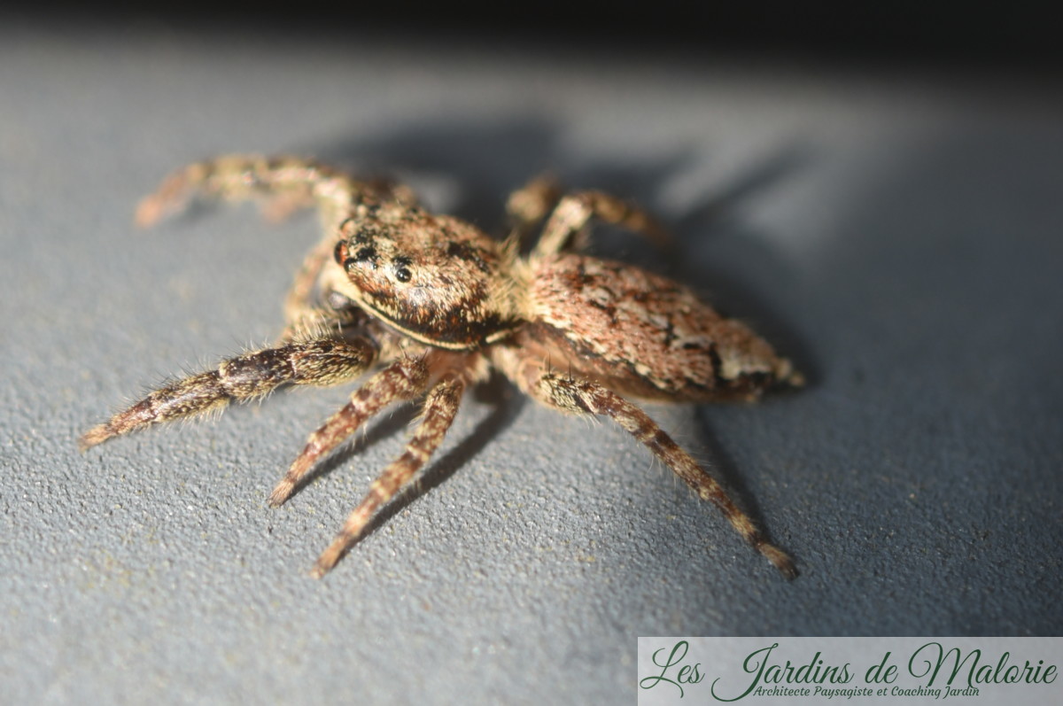 Abri En Rotin Magnétique Pour Araignées Sauteuses - Cachette Pour Mygales, Petits Reptiles, Bernard-l'hermite