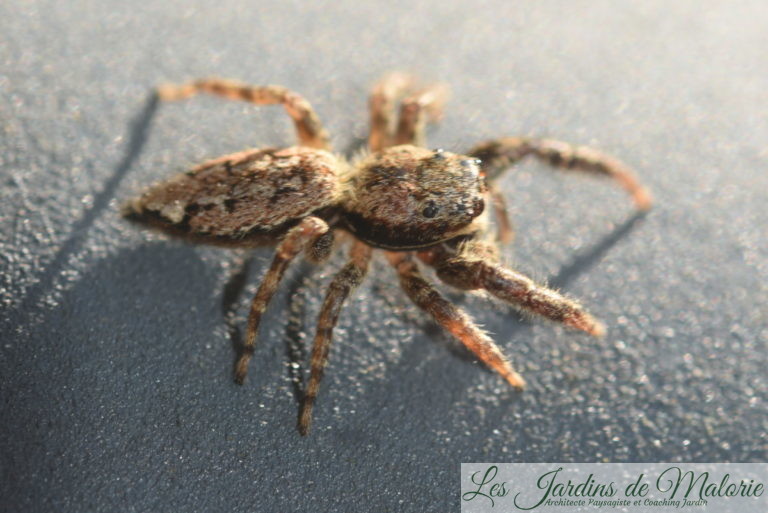 Araignée sauteuse Les Jardins de Malorie