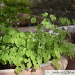 Epimedium brevicornu rotundatum Og