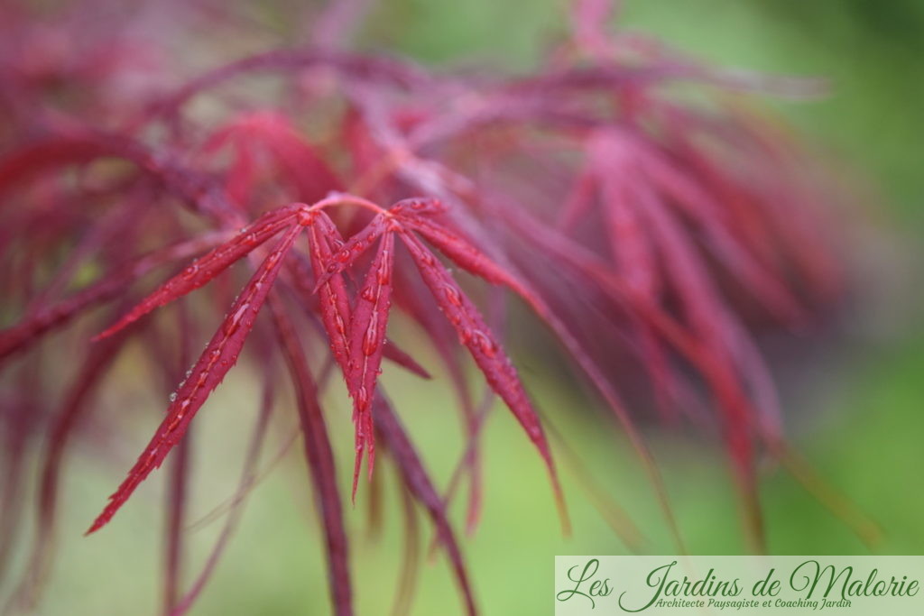 acer 'Red Pygmy'