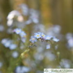 Le myosotis des jardins, "herbe d'amour"