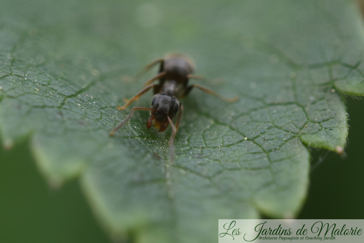 Des fourmis sur les rosiers,... Pourquoi? Que faire? Les Jardins de Malorie