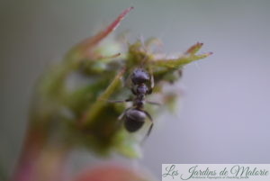 Pourquoi les fourmis sur les rosiers