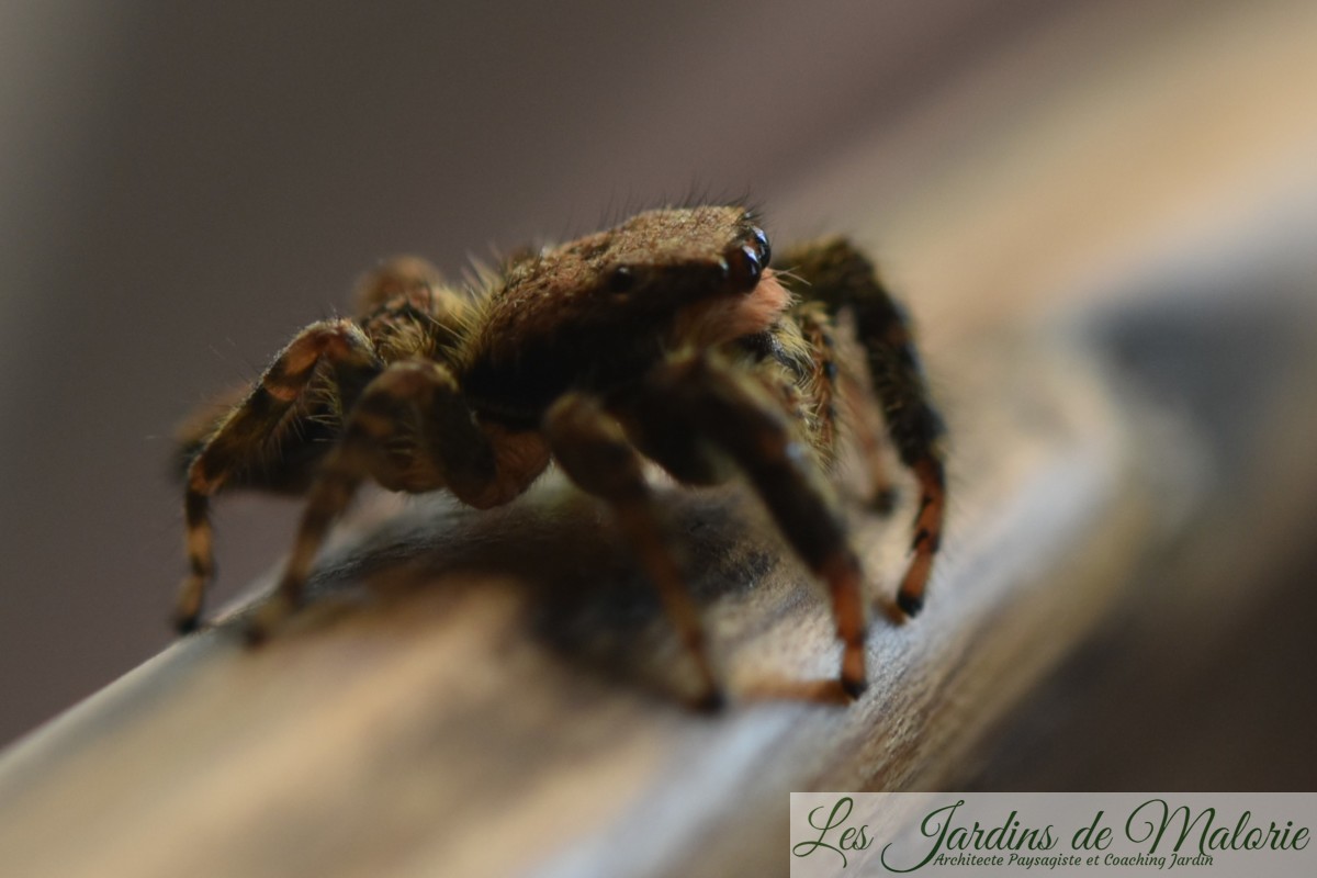 Les araignées sauteuses Salticides (Salticidae)