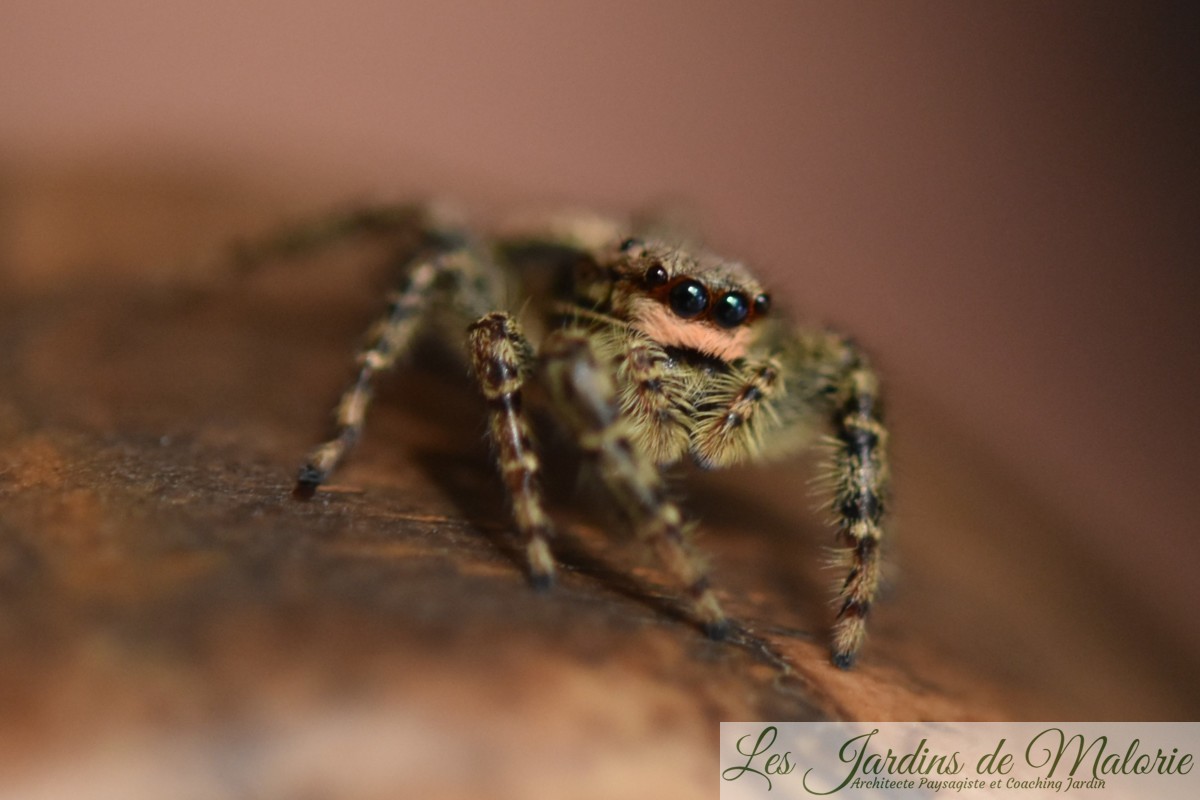 Les araignées sauteuses Salticides (Salticidae)