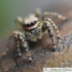 🕷 Araignée sauteuse