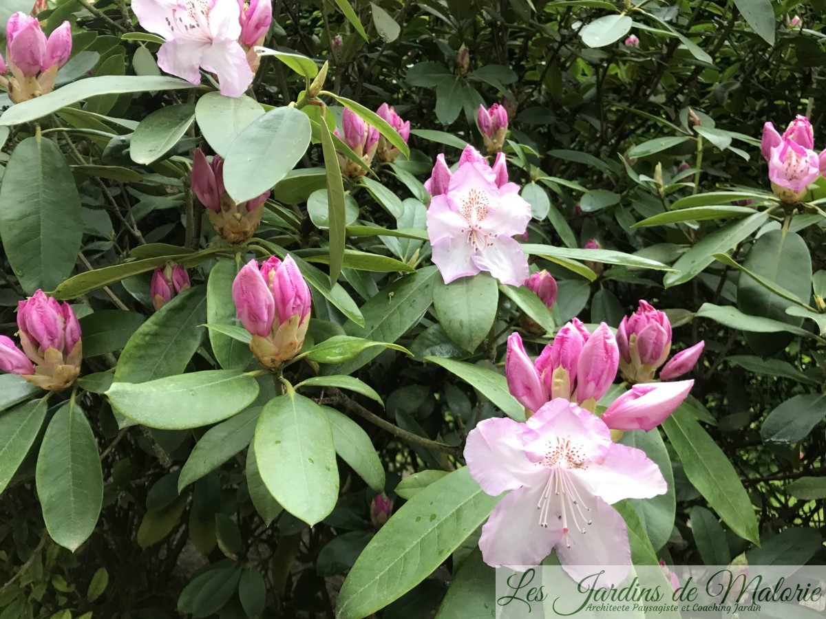  rhododendron  Les Jardins  de  Malorie