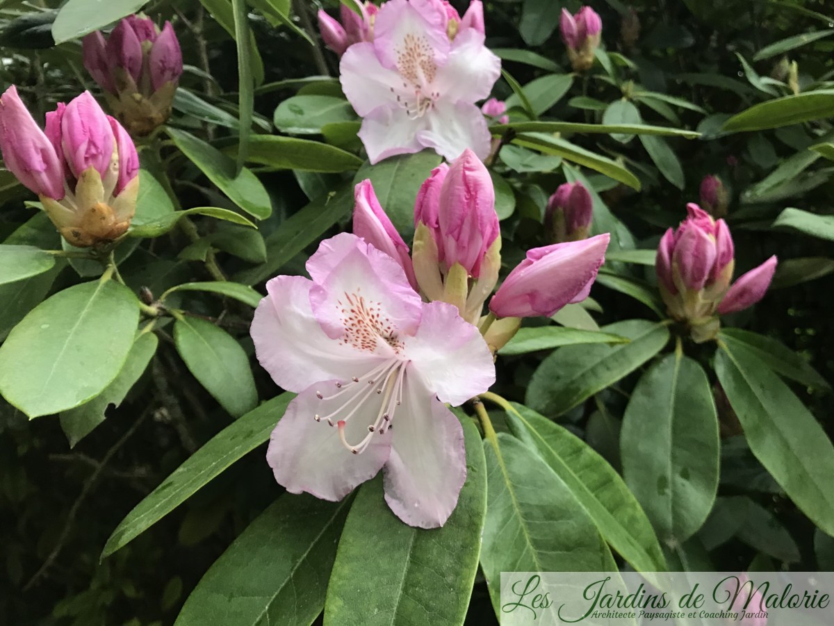  rhododendron  Les Jardins  de  Malorie