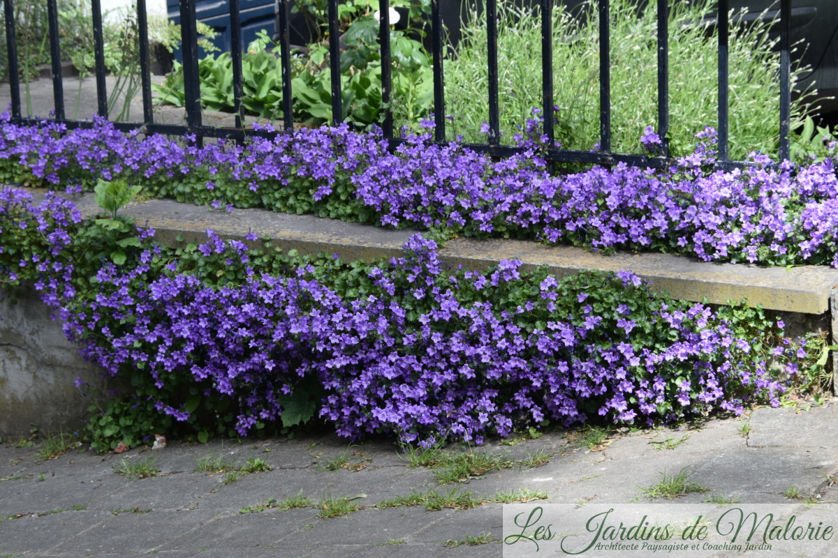 Mes indispensables les campanules des murs Les Jardins de Malorie — free download