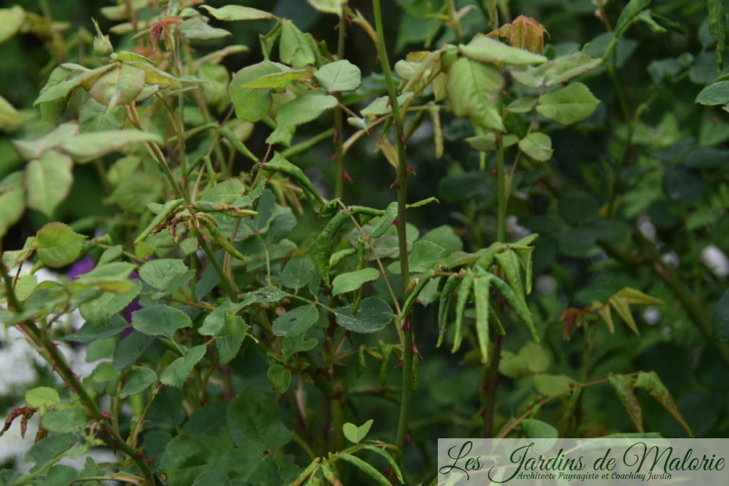 feuilles de rosiers enroulées suite à la piqûre d'une minuscule guêpe noire (blennocampa pusilla)