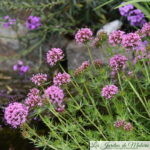Etincellante crucianelle ! (Phuopsis Stylosa)
