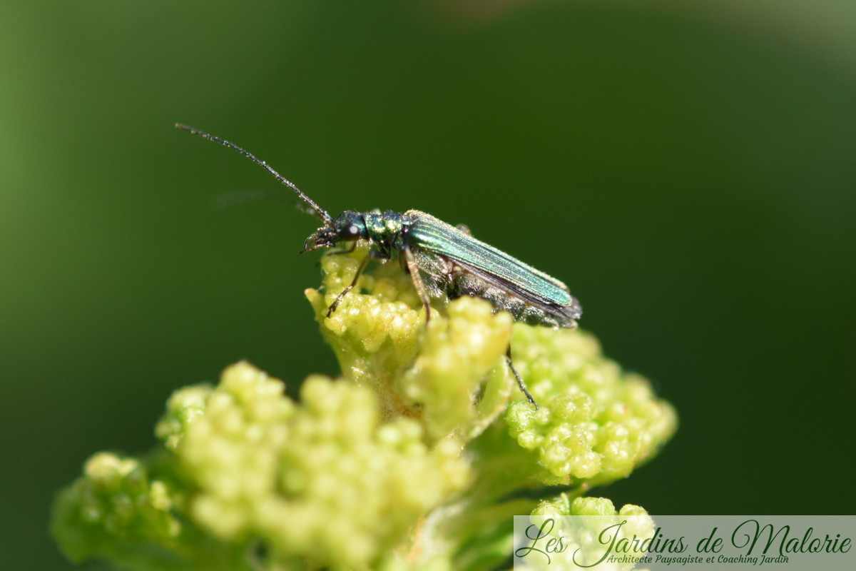 insecte vert métalisé, Oedemère noble, Oedemera nobilis (femelle) - Les ...