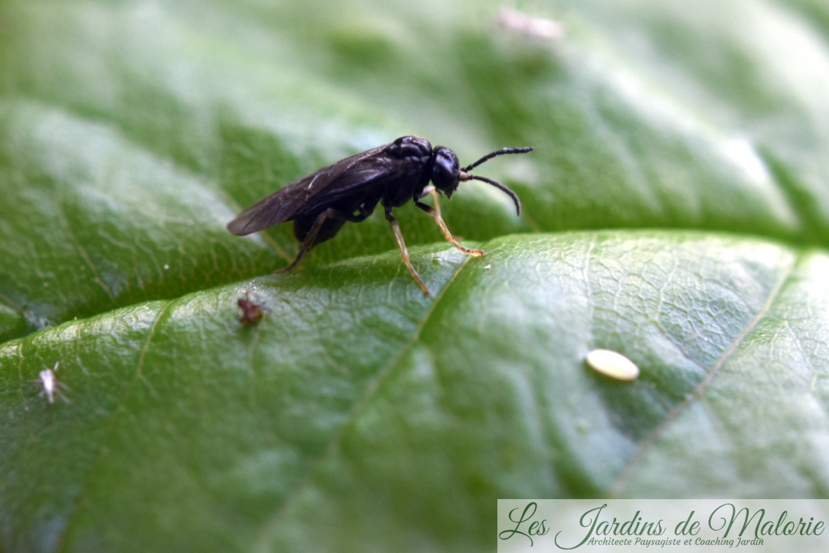 Des trous dans les feuilles des rosiers (tenthrèdes limaces) Les Jardins de Malorie