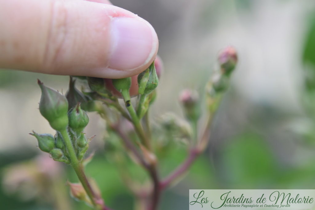 un bouton de rose piqué à sa base par un charançon parasite des rosiers (anthonome ou apion?)