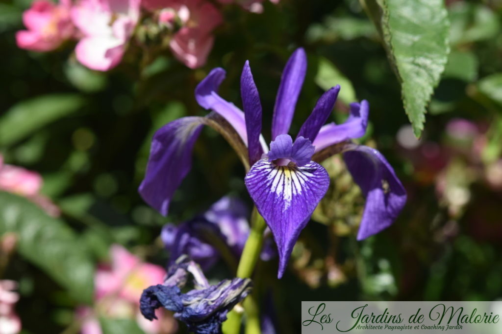 iris versicolor