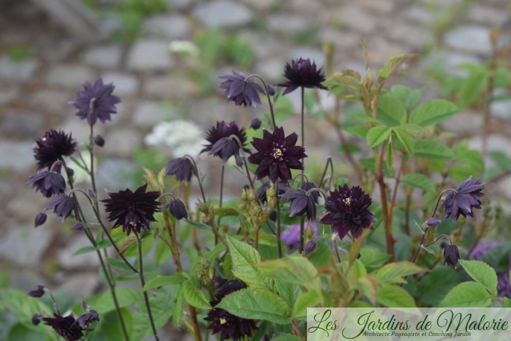 Aquilegia vulgaris, l’ancolie des jardins, ancolie 'Black Barlow'