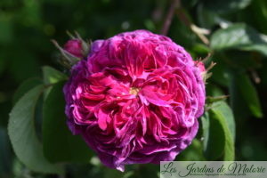 rosa 'Charles de Mills'