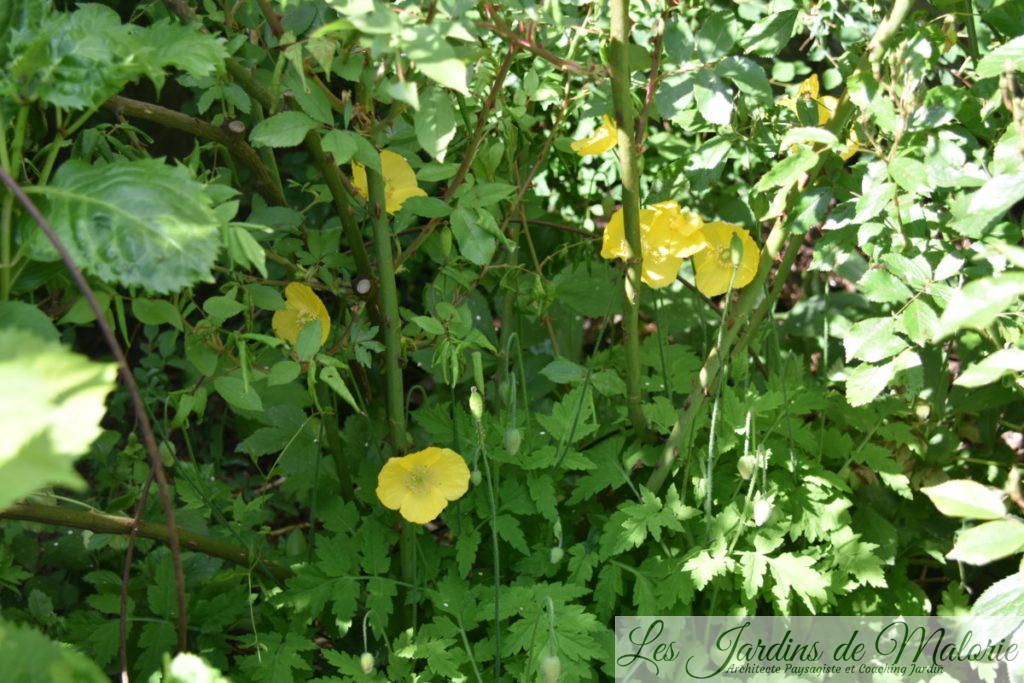 Un coquelicot jaune? Meconopsis cambrica, le pavot des Pyrénées ou Pavot du Pays de Galles