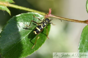 insecte, coléoptère jaune et noir, Clytus arietis, le Clyte bélier