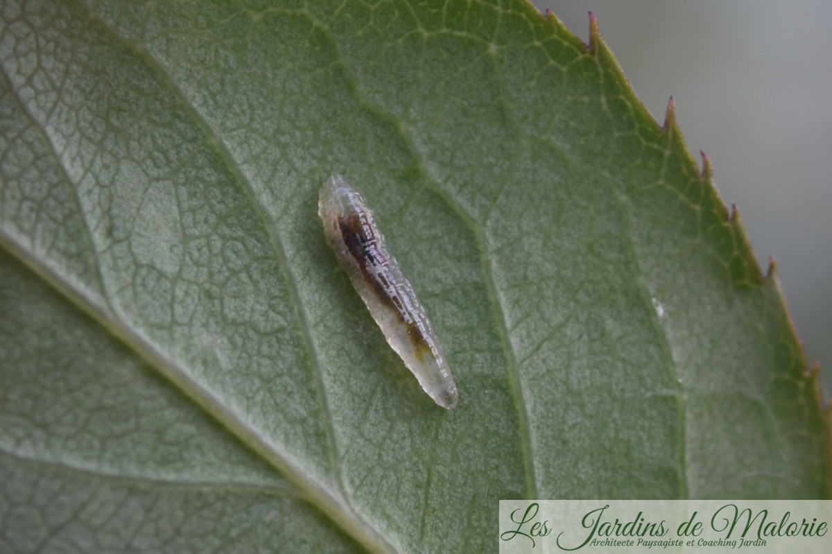 Auxiliaires du jardinier les larves de syrphe Les Jardins de Malorie — free download