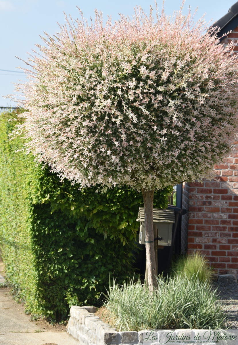 Saule crevette (Salix ‘Hakuronishiki’) Les Jardins de Malorie — free download