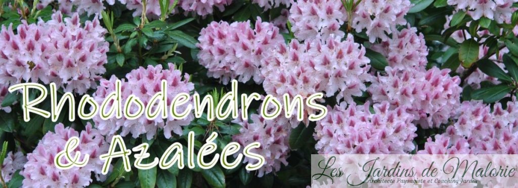 Rhododendrons et Azalées