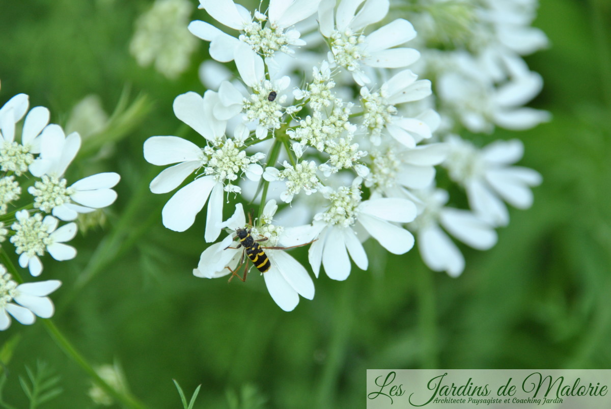 Insecte jaune et noir Clyte Bélier Les Jardins de Malorie — free download